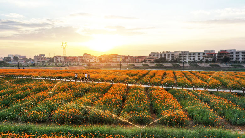 你闻，这里的冬日也可花香满城