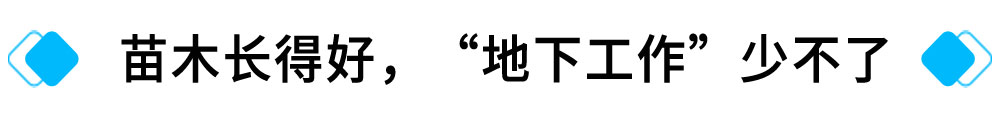 苗木长得好，“地下工作”少不了.jpg